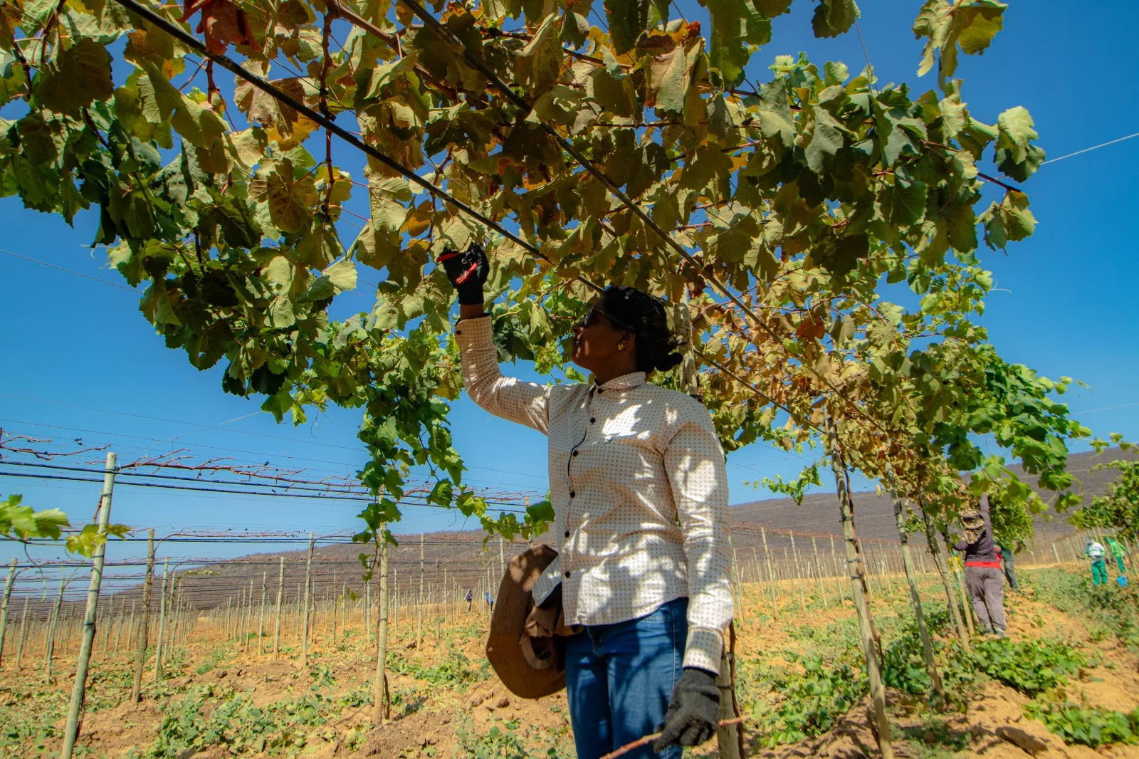 Seminário da Fruticultura quer colocar a Bahia como novo pólo nacional da produção de frutas
