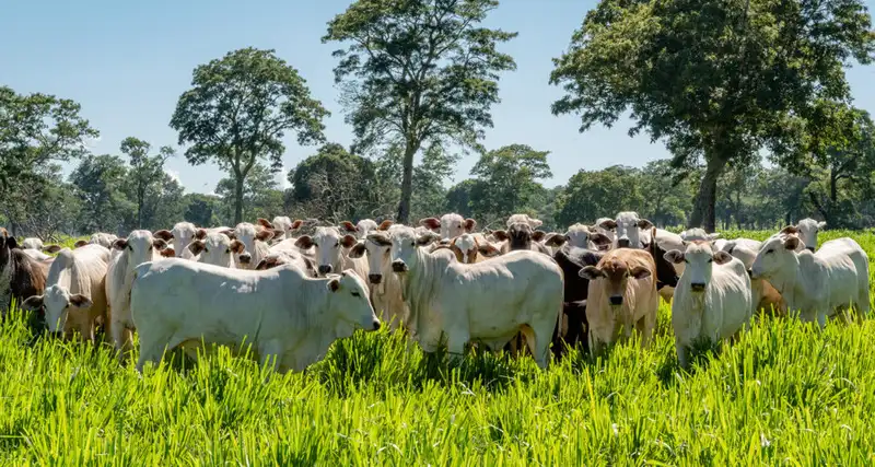 Agora o Datagro é o novo indicador para liquidação dos contratos futuros do boi gordo da B3