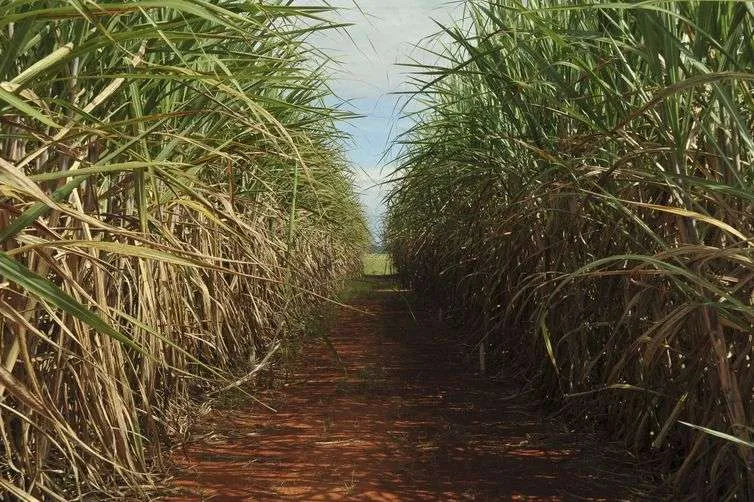 Armazenamento de carbono a partir do etanol é o mais eficiente que existe