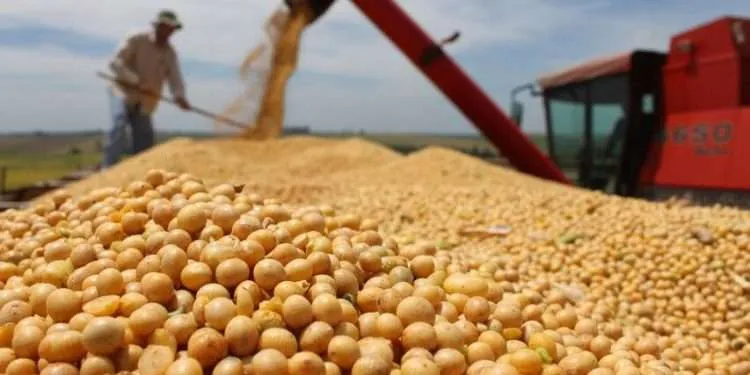 Previsão de chuva gera expectativa positiva para a soja