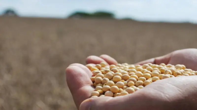 Exigências de rastreabilidade da UE afetam valorização das commodities nesta quarta-feira