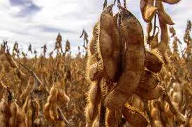 Os preços da soja começam a semana em alta nos futuros de Chicago