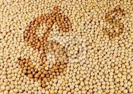 Soja em Chicago opera com leves perdas nesta manhã de terça-feira