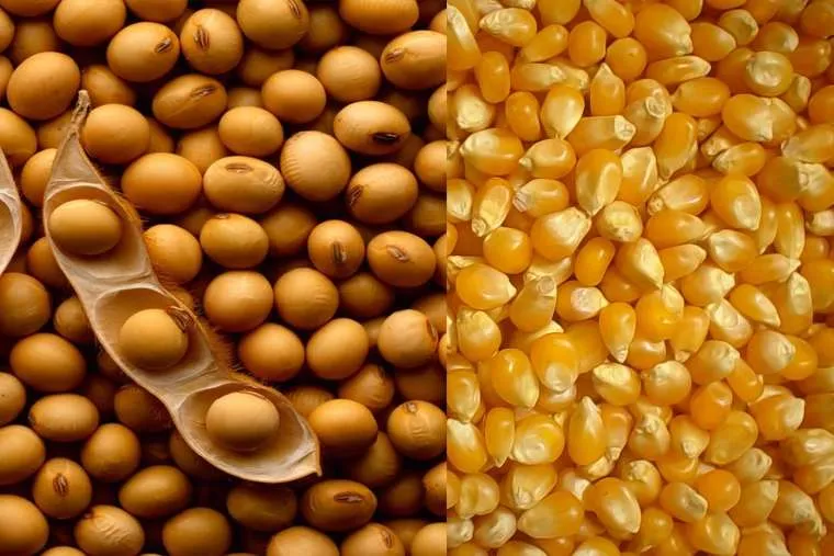 Commodities dão sequência no movimento de alta em Chicago