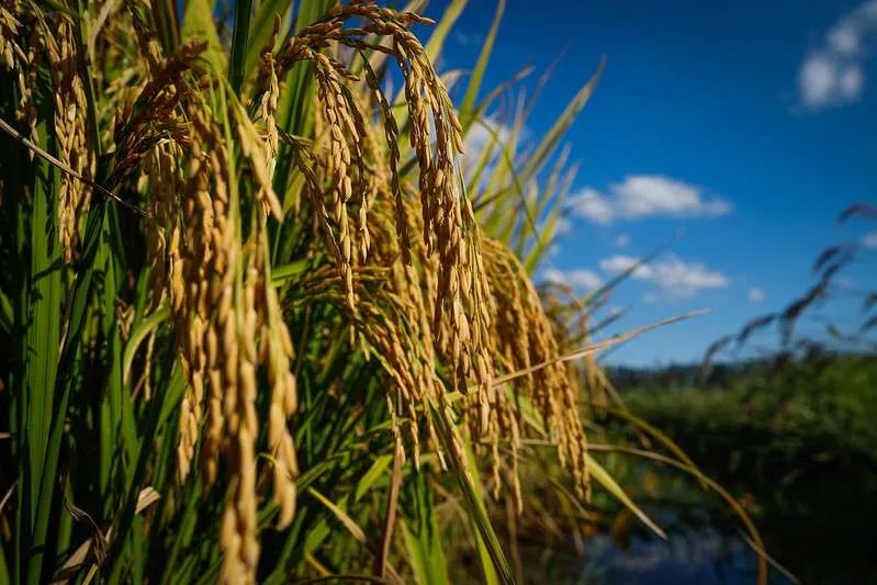 Preços médios do arroz oscilam em faixa estreita