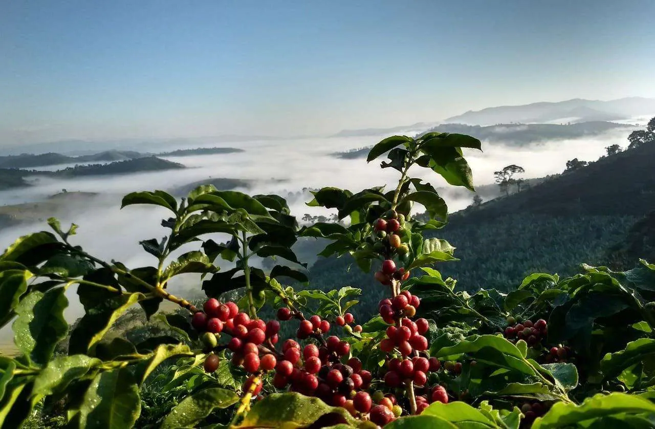 Apesar de alta, incertezas sobre sustentabilidade dos preços do café crescem