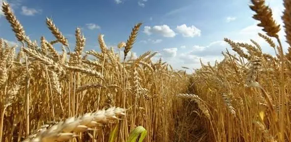 Clima prejudica lavouras de trigo no Sul e preços sobem em SP