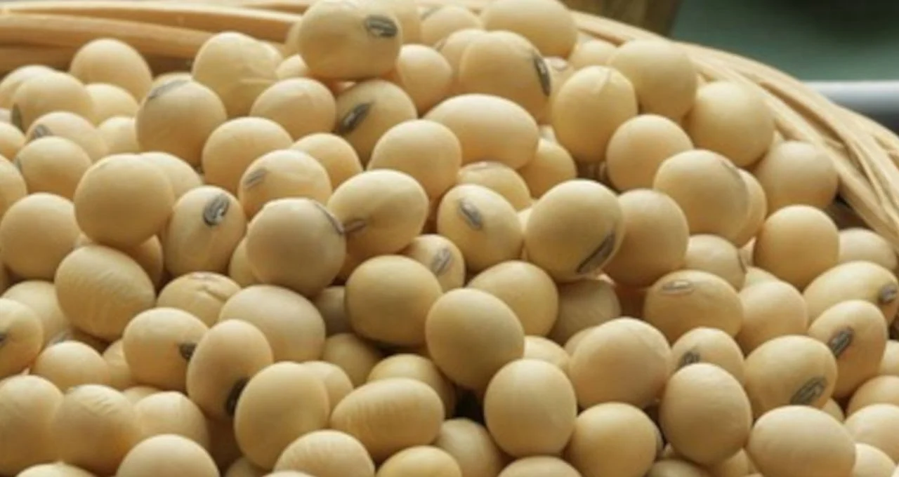 Soja inicia sessão buscando alguma recuperação nos futuros de Chicago