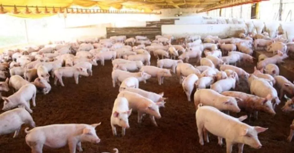 Média dos suínos de outubro avança pelo sexto mês seguido