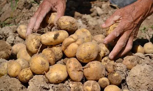 Mesmo com chuvas, preços da batata caem pela terceira semana seguida