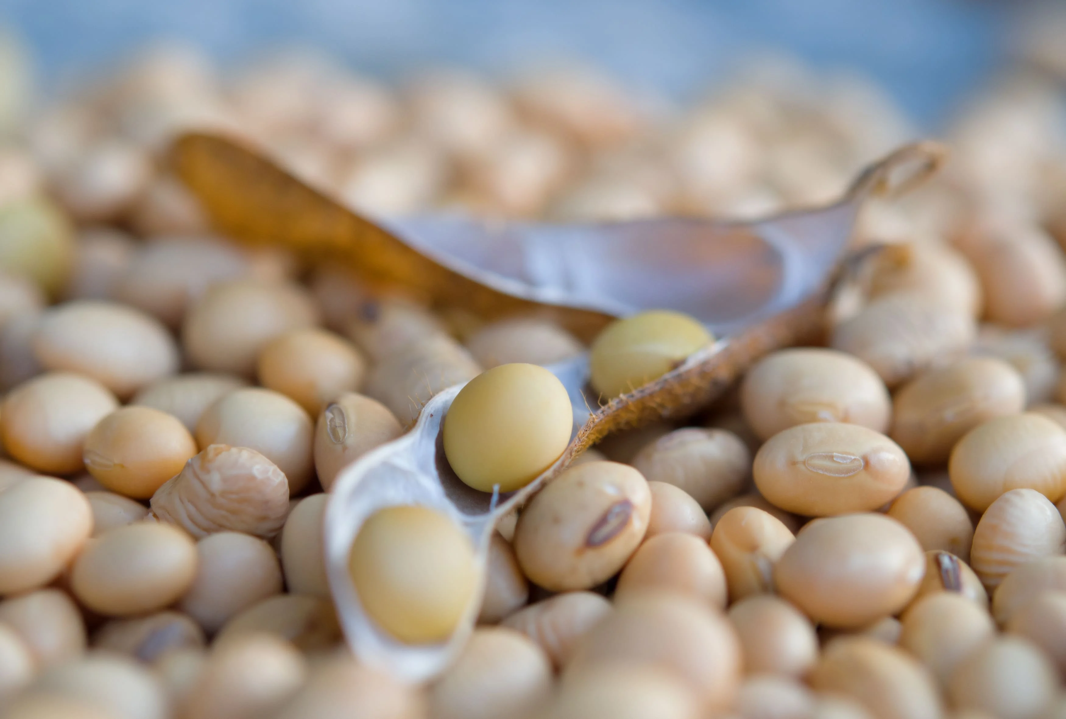 A semana começa com forte alta nos futuros de Chicago