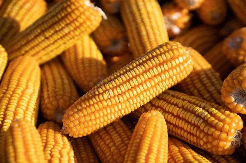 Cotações do milho também iniciam semana em alta na CBOT