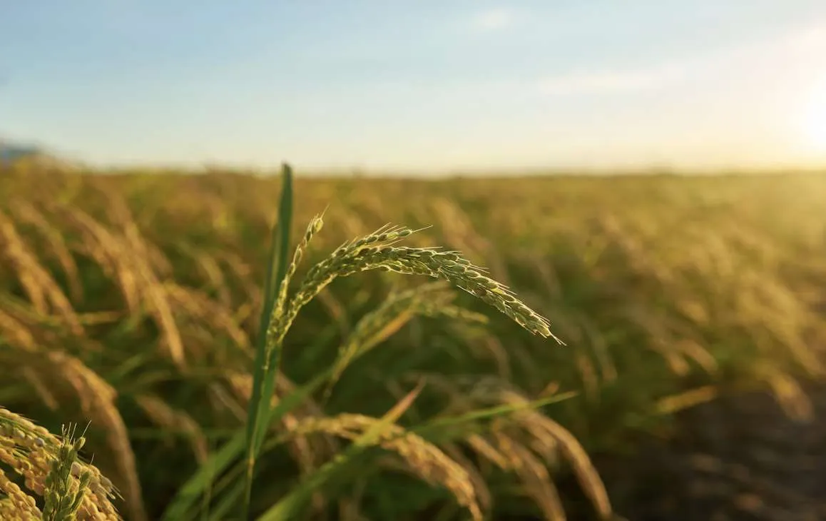 Diferença minima e máxima do indicador de arroz é de apenas 1% em outubro