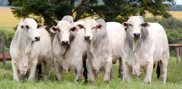 Negócios com bois já chegam à marca dos R$330/arroba