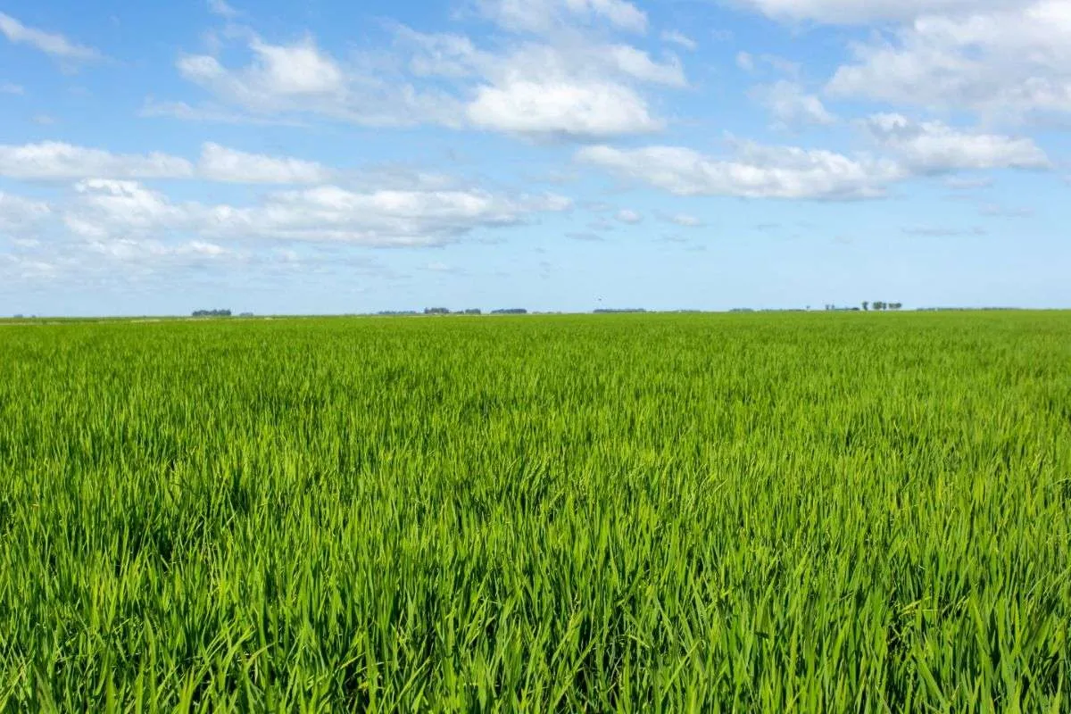 Produtores do RS já semearam 73% da área prevista para a safra de arroz 2024/25