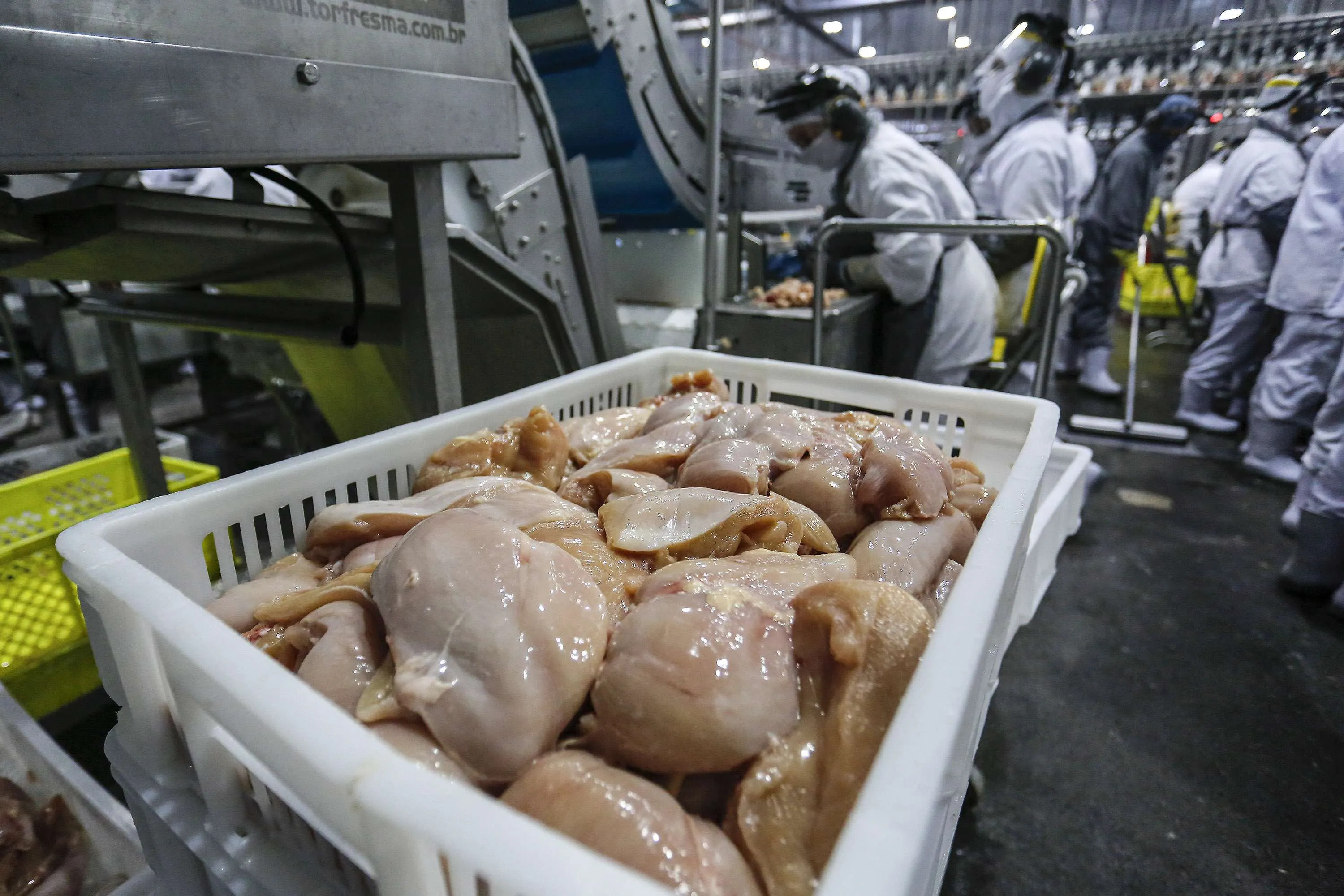 Paraná lidera aumento na produção de frangos e suínos em 2024