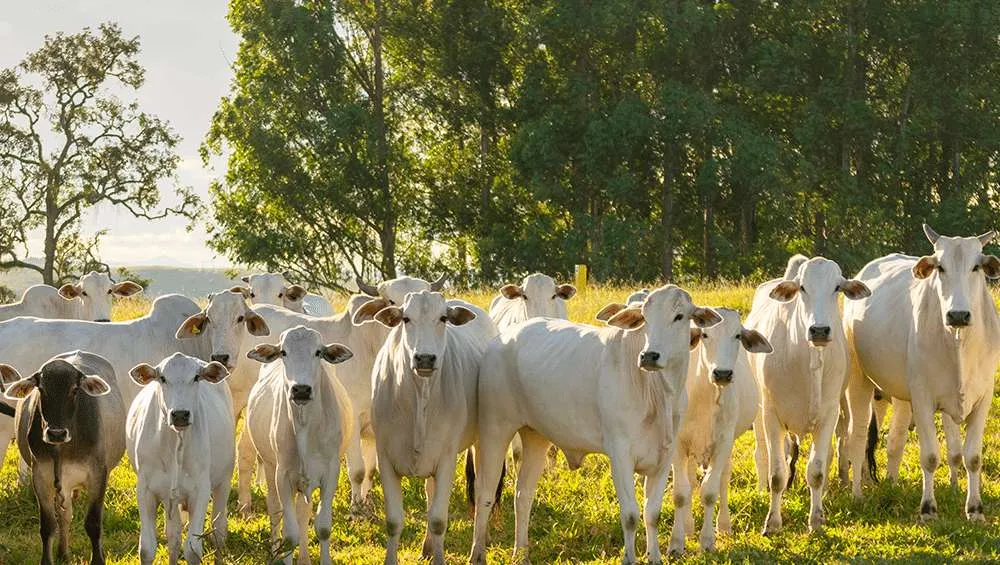 Líderança em exportação de carnes traz desafios para os frigoríficos até 2025