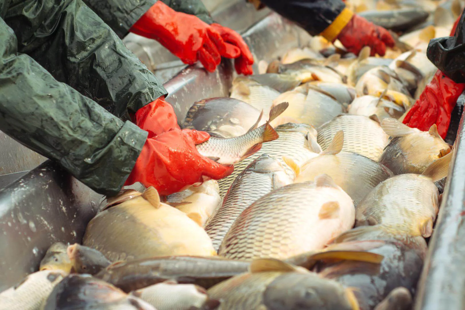 Como garantir a saúde dos peixes com protocolo de biosseguridade
