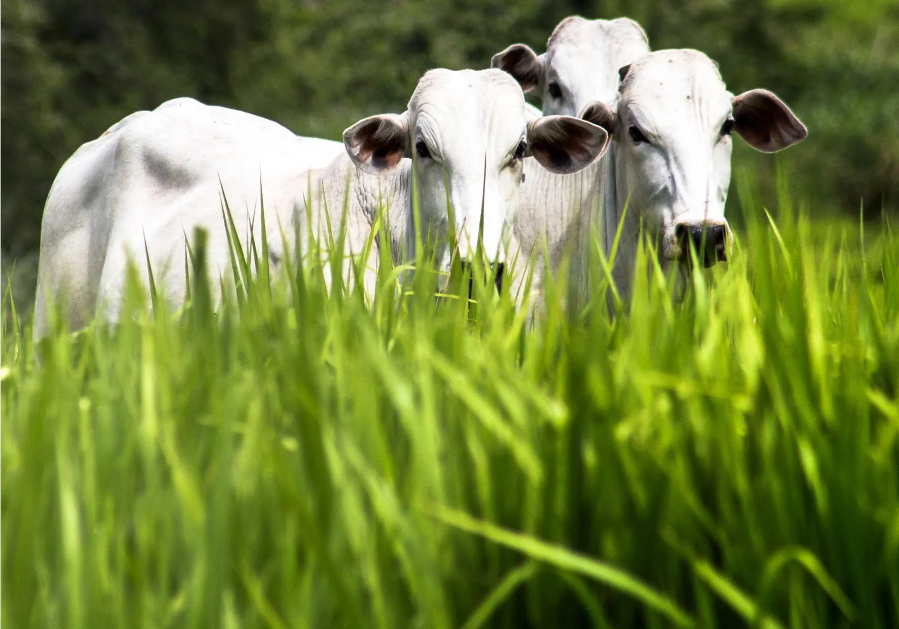 Após queimadas, solo fica pobre e sem nutrientes essenciais e precisa de manejo