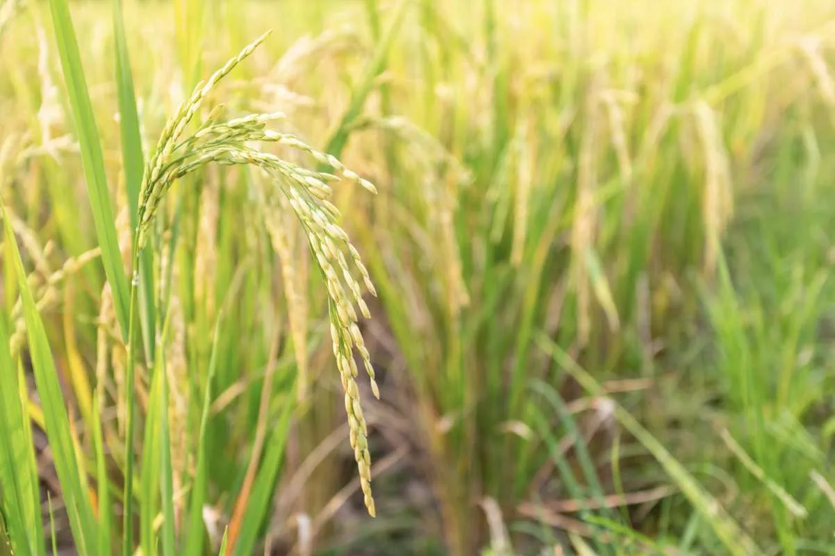 Beneficiamento interno reduz e importações do arroz crescem