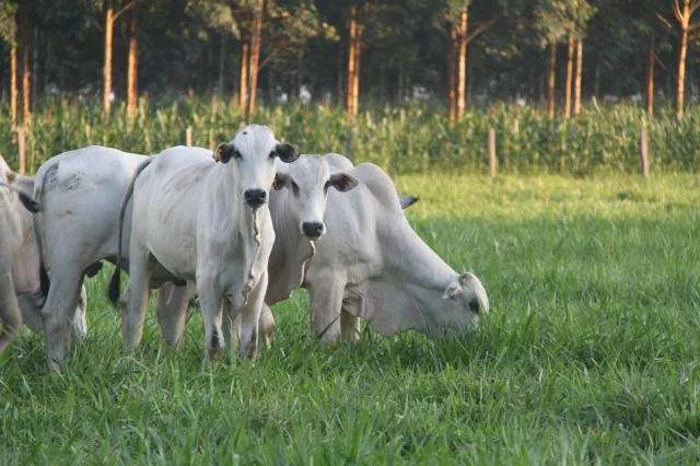Acima dos R$ 22/kg, carcaça casada bovina bate recorde diários