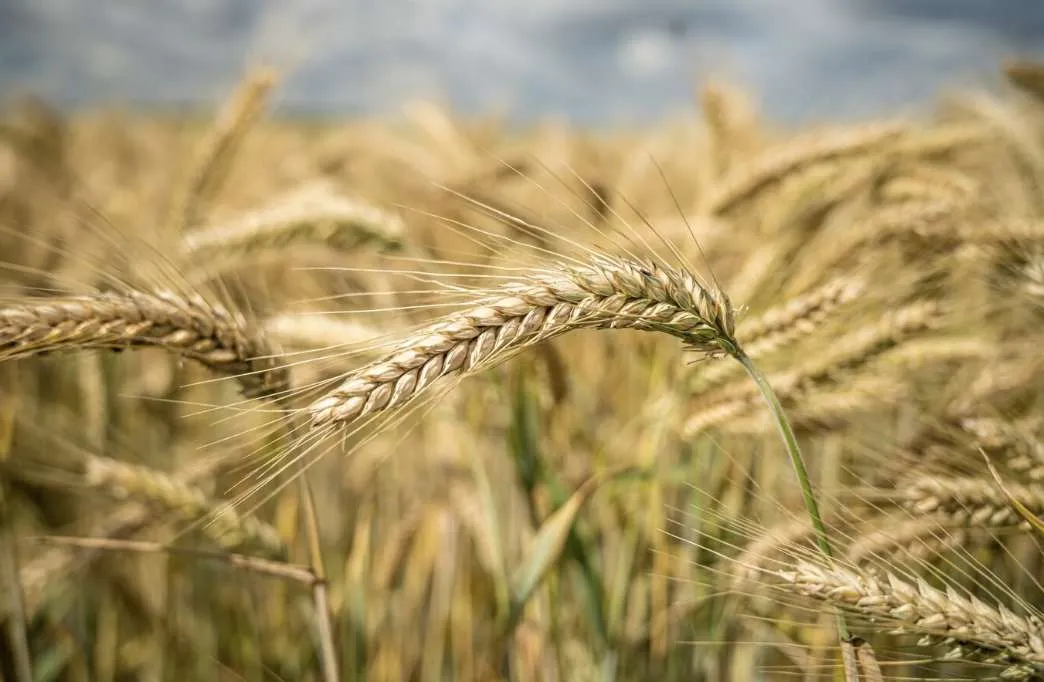Cotações do trigo se estabilizam no BR