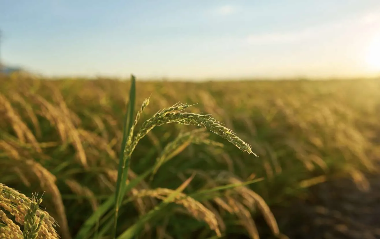 Preços do arroz são os menores em seis meses