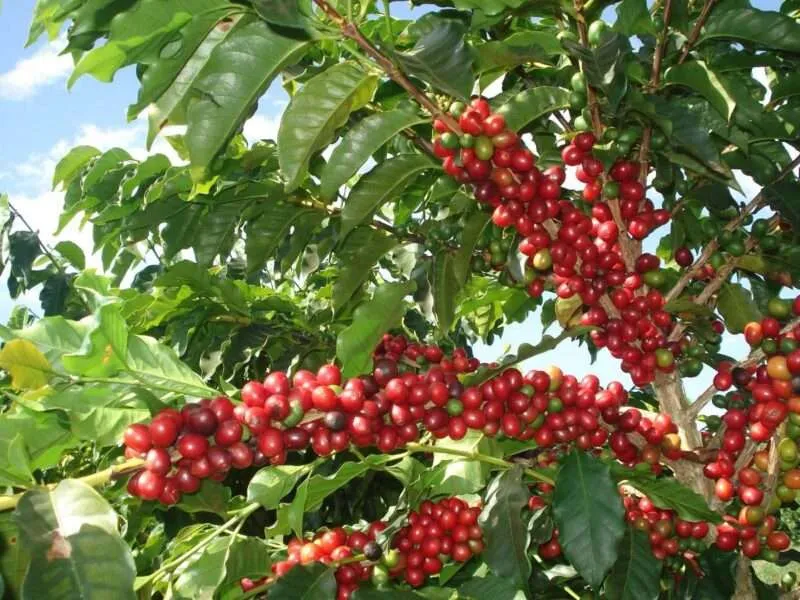 Futuros do arábica atingem novo recorde em meio a incertezas na oferta
