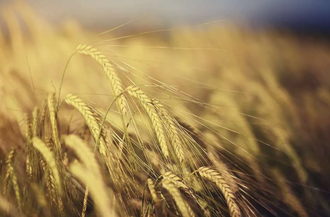 Trigo entre R$ 1.250 e R$ 1.300/t no RS atrai compradores de outros estados