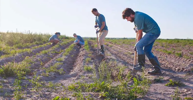 Trabalho rural exige adaptabilidade nos vínculos empregatícios