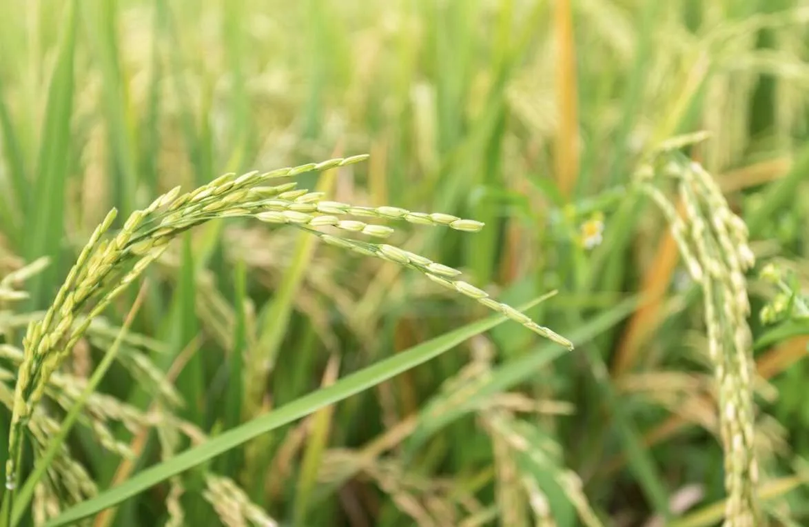 Liquidez do arroz segue baixa e cotações em queda