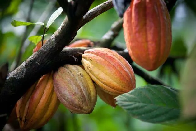 Pará lidera expansão da cacauicultura com distribuição de sementes híbridas