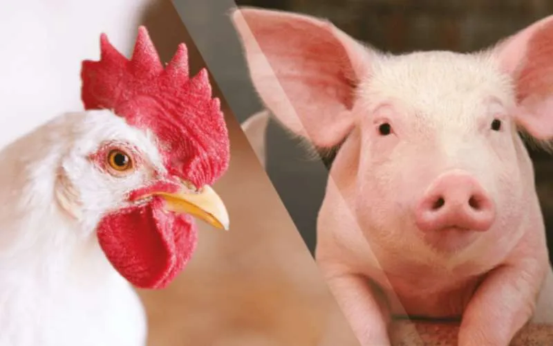 Custos de produção de frangos e suínos acumulam nova alta em outubro