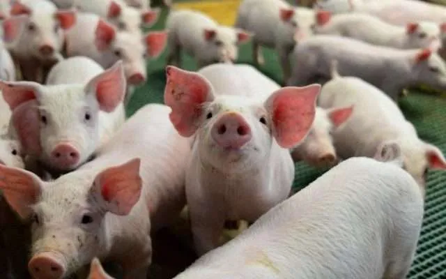 Suinocultura goiana bate recordes no mês de novembro