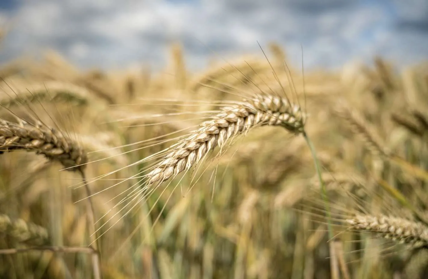 Preços do trigo enfraquecem em meio à colheita na reta final