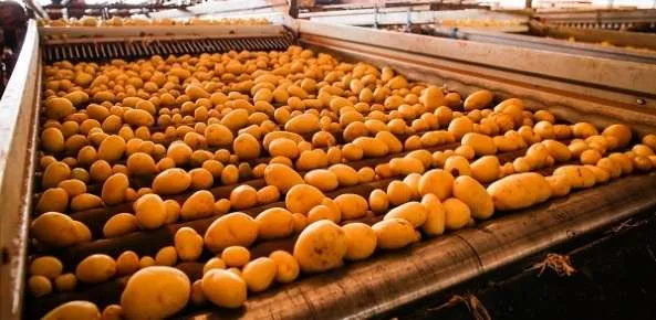 Oferta elevada pressiona cotações da batata