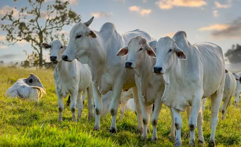 Rondônia se destaca globalmente pelo status de livre de febre aftosa