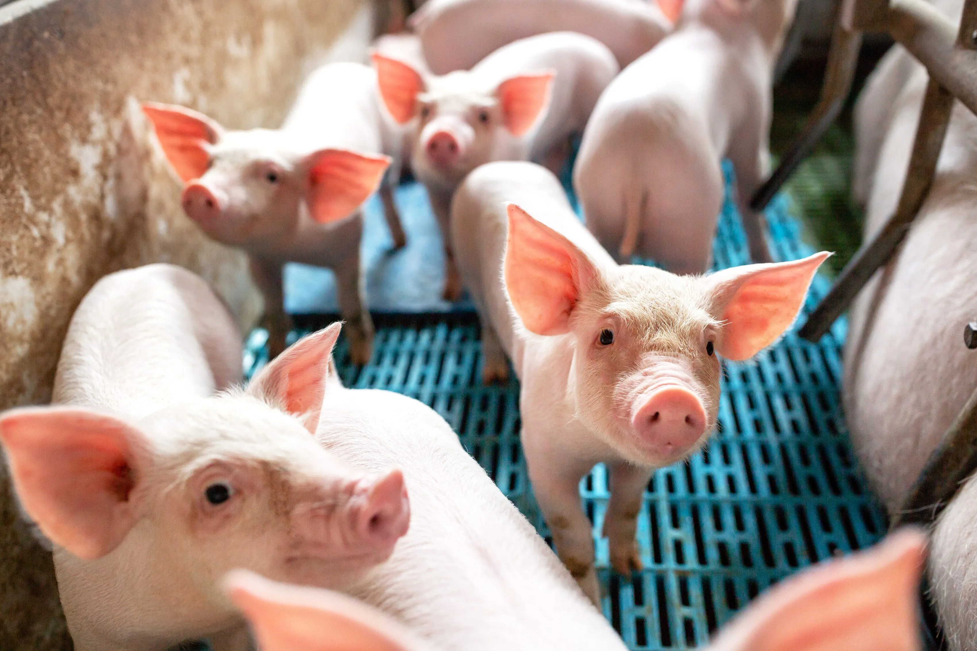 Erradicação do Mycoplasma hyopneumoniae impulsiona competitividade na suinocultura