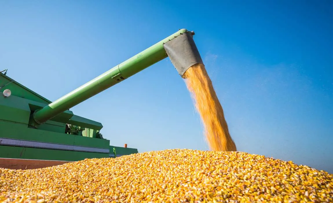 Com vendedor afastado, valores do milho reagem no mercado interno