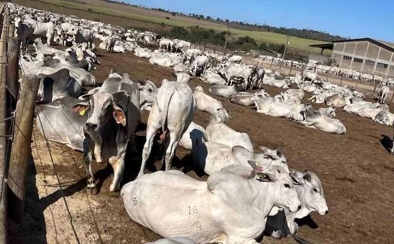 Projeto quer retirar marcação a fogo na chegada do animal ao confinamento