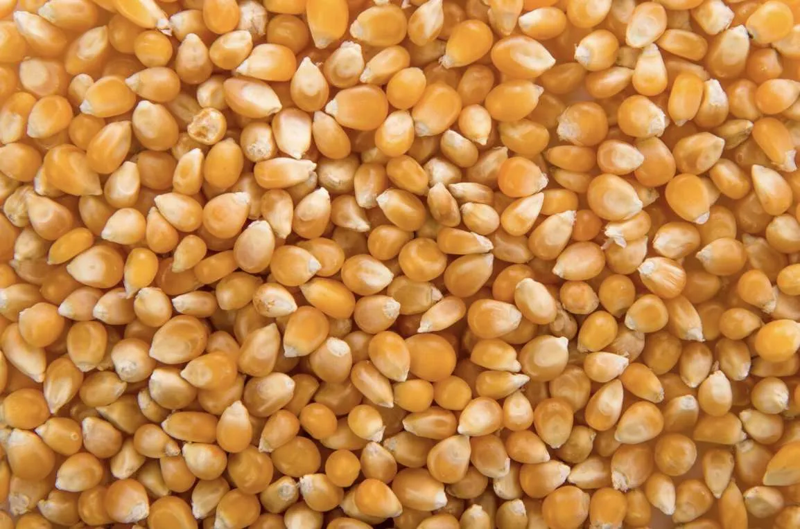 Milho avança dezembro com preços firmes