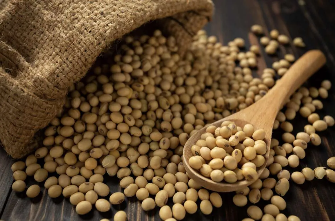 Menor demanda, clima e expectativas da safra recorde mantêm pressão sobre cotações da soja