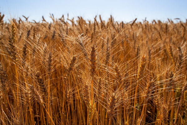 Médias do trigo caem para patamares de pré-semeadura