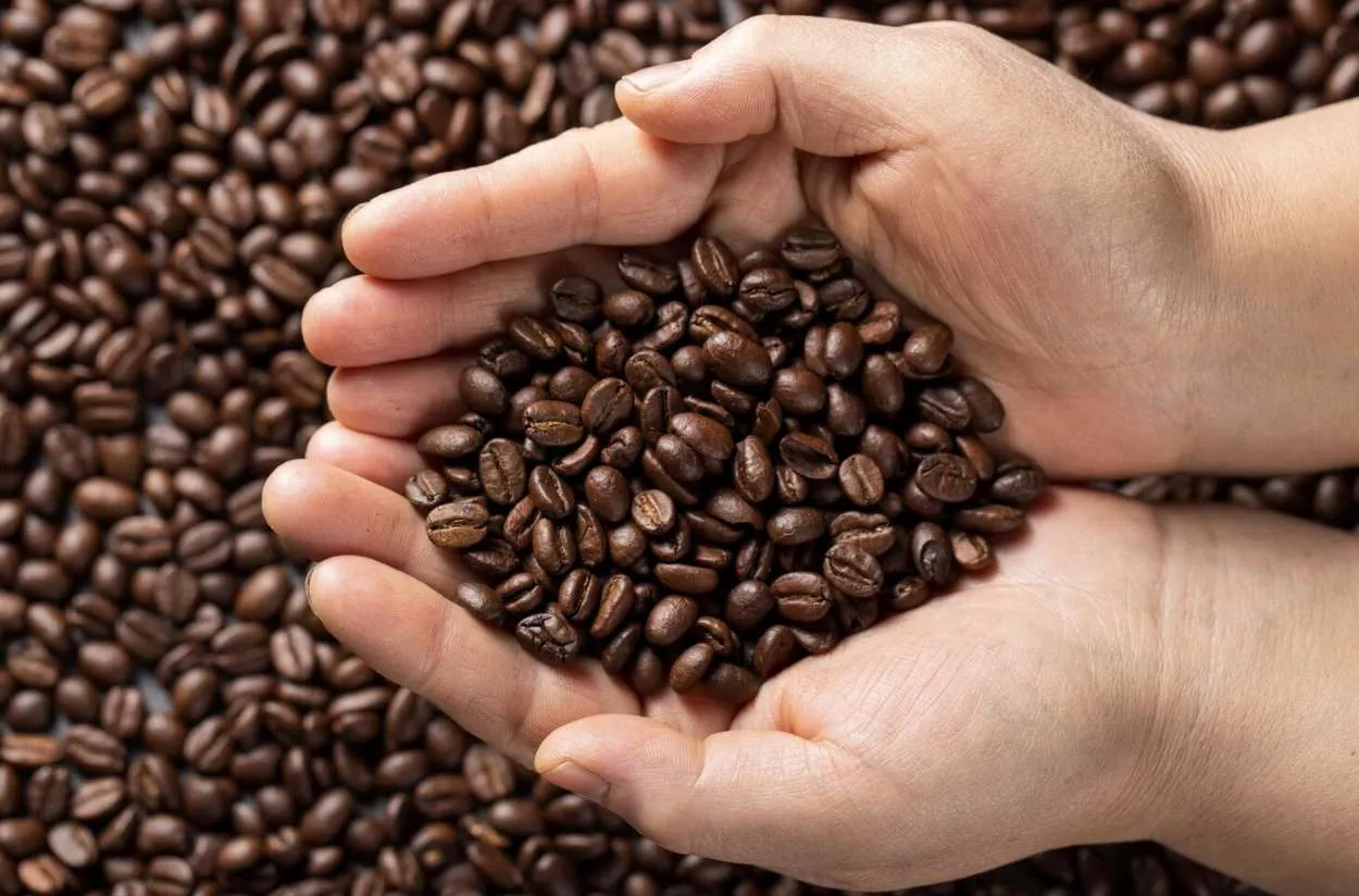 Exportações de café representam quase metade do volume da safra 23/24