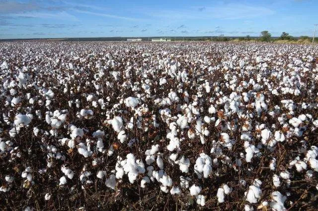 Baixa liquidez no spot e quedas externas pressionam cotações do algodão