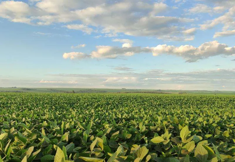 Mato Grosso do Sul finaliza plantio de soja para a safra 2024/2025