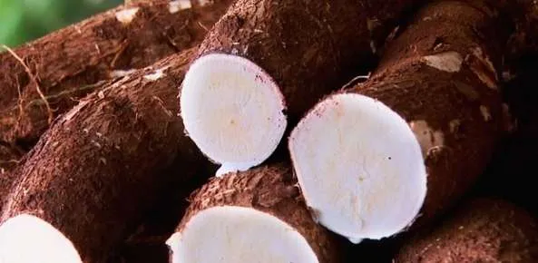 Com muitas fecularias em recesso, oferta da raiz de mandioca supera demanda