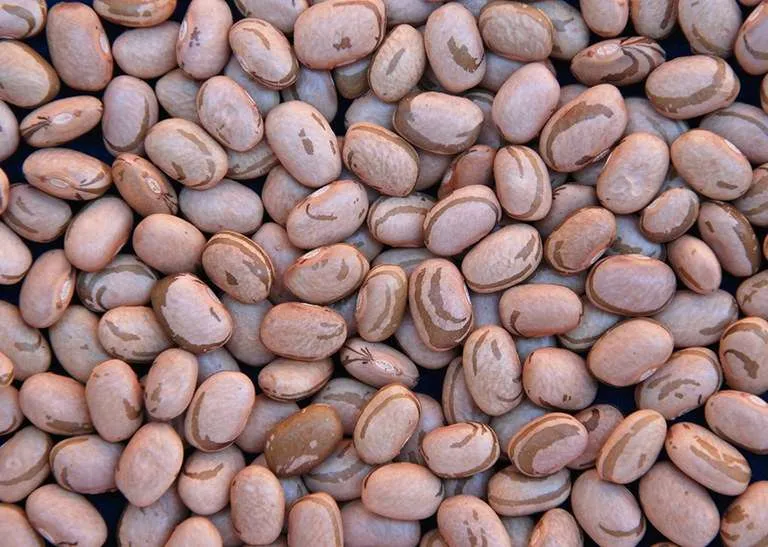 Maior oferta e qualidade menor mantêm valores do feijão em queda