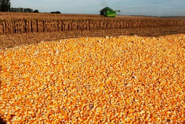 Oferta brasileira do milho cai em 2024 mas a mundial cresce