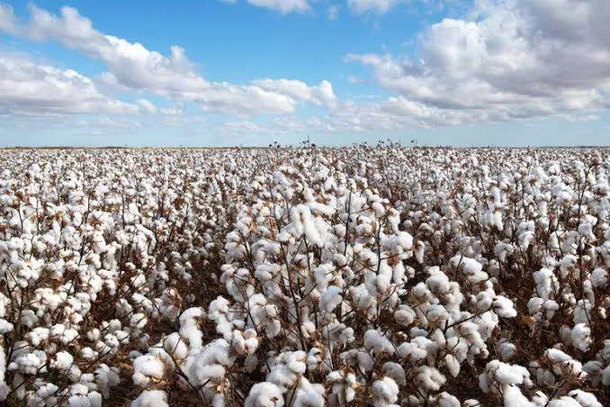 Brasil se torna o maior exportador mundial de algodão em 2024
